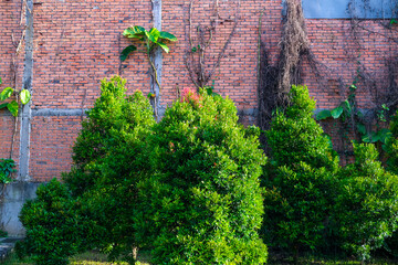 Old brick wall partly covered with creeping plants and surrounded by green bushes, creating a rustic contrast between man-made structure and natural growth under daylight atmosphere.