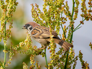 枝にとまるスズメ