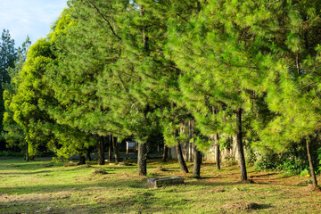 Naklejka premium Rows of green pine trees bathed in warm sunlight create a serene natural landscape, showing the calm beauty of a forest edge on a bright morning with fresh and peaceful atmosphere.