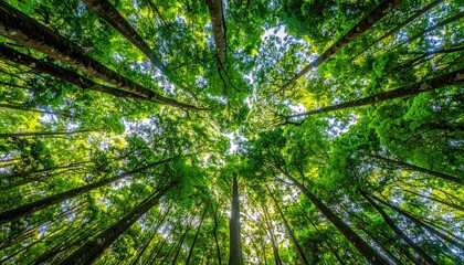 Lush forest canopy viewed from below. Sunlight filters through the dense leaves