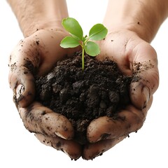 Hands holding soil with small plant sprout