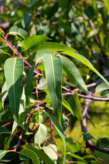 Eucalyptus tree in the park