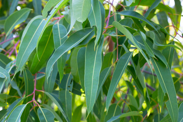 Eucalyptus tree in the park © Bowonpat
