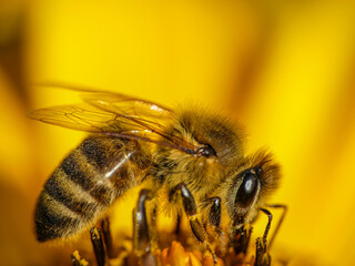 bee on yellow flower