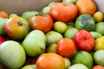 Different natural tomatoes ripen in a cardboard box. Lots of colorful tomatoes