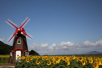 Sunflowers are in full bloom in the summer fields and butterflies are fluttering around.여름들판에 해바라기꽃이 가득히 피어있고 나비가날아다닙니다