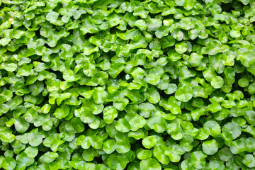 Obraz premium Gotu Kola, Centella Asiatica, Asiatic Pennywort. Herbal Plant