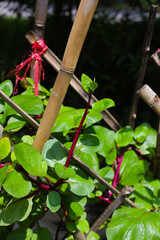 Ceylon spinach or basella rubra linn