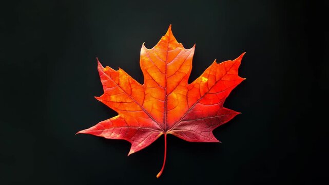 Single red maple leaf on black
