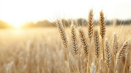 Fototapeta premium Golden wheat heads sway gently in sunlight, creating serene landscape