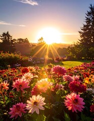 Vibrant sunrise illuminates a field of colorful dahlias