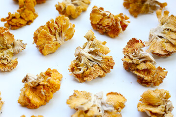 Splitgill mushroom or schizophyllum commune mushroom