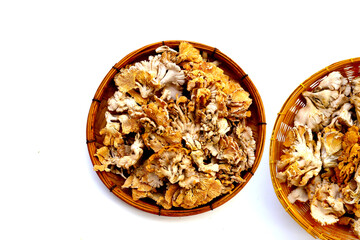 Splitgill mushroom or schizophyllum commune mushroom