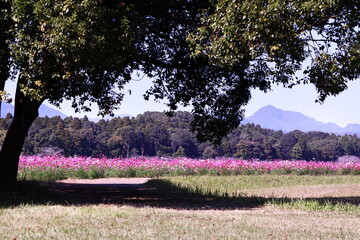 大自然の中のコスモス畑がある風景