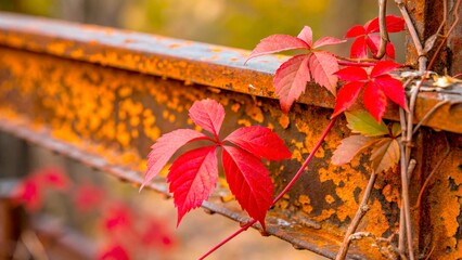 Vibrant red leaves contrast against an old rusty metal railing in a forest during autumn