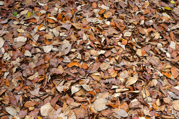Dry fallen leaves covering the forest ground, creating a natural brown texture.