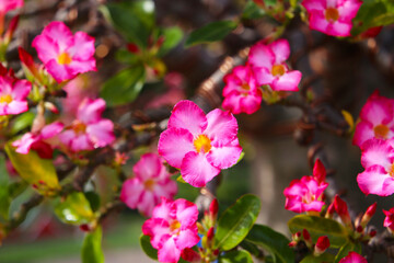 Adenium obesum, Close-up of blooming desert rose with green leaves.