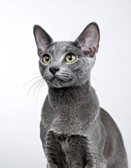 A grey cat with bright yellow eyes sits against a white background, looking slightly to its right