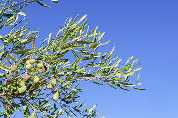Olive tree branches bearing olives under a clear blue sky