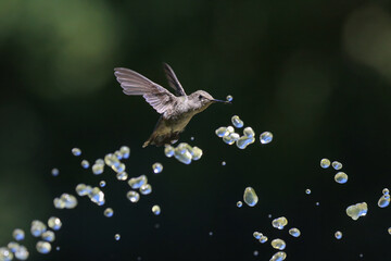 Hummingbird with Water Droplets