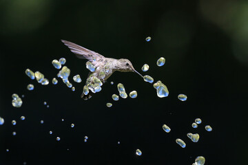 Hummingbird with Water Droplets