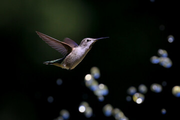 Hummingbird with Water Droplets