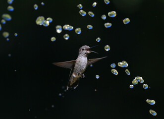 Hummingbird with Water Droplets