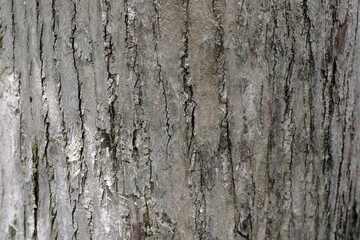 Close-up of rough tree bark