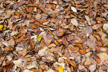 Dry fallen leaves covering the forest ground, creating a natural brown texture.