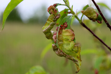 A close-up shot shows deformed leaves of a fruit tree, likely affected by a disease, probably peach leaf curl. The red-green wrinkled leaves on the branch highlight the challenges of agriculture and p