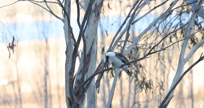 An iconic Australian kookaburra bird perched on a eucalypt tree branch shaking its head and cleaning its beak after feeding on worms.