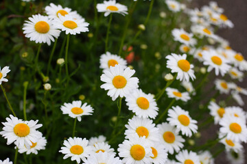 Fototapeta premium White daisies blooming in the Japanese garden