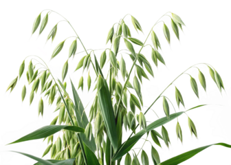 Oat plants on the acre in Summer
