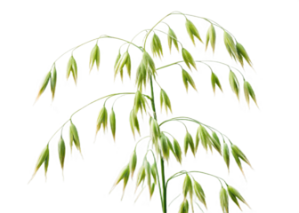 Oat plant isolated on white with clipping path