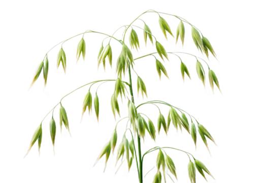 Oat plant isolated on white with clipping path