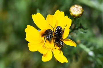 Macro shot of a cluster of three white-spotted flower beetles (likely Oxythyrea funesta or similar) feeding intensely on the bright yellow petals and center of a single wild daisy-like flower.