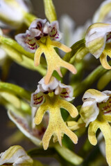macro photo of yellow-green hybrid orchid from Orchis genus, likely cross like Orchis anthropophora...