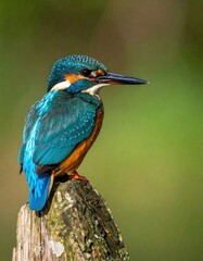 Colorful Kingfisher Perched on a Wooden Post.