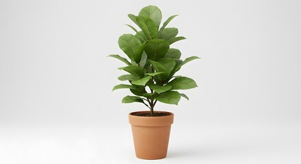 Obraz premium Potted plant indoor