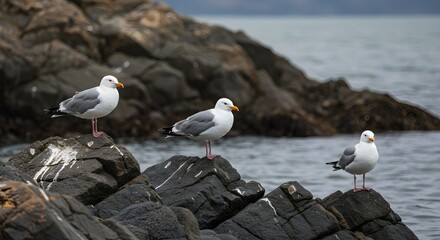 Seagulls on rocks by water