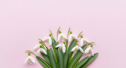 A delicate bouquet of snowdrops with vibrant green leaves rests on a soft pink background, symbolizing the arrival of spring and new beginnings