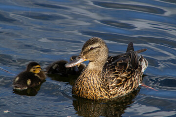 Wild Mallard Duck and Ducklings Swimming on a Pond