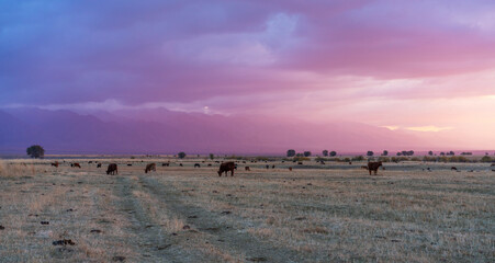 a serene pastoral scene at dusk, with a herd of cows grazing on the vast steppe against a backdrop of majestic mountains under a lavender-tinted sky
