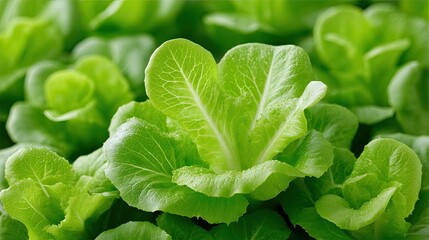 Close Up of Fresh Green Lettuce Leaves Showing Healthy Organic Vegetables in Sunlight