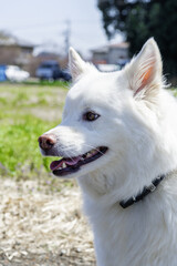 Obraz premium A white Japanese mixed-breed dog-8