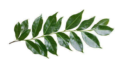 Green curry leaf branch isolated on a transparent background