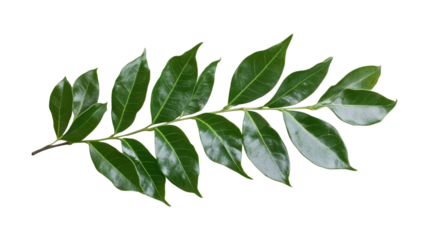 Green curry leaf branch isolated on a transparent background