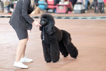 Handler with the help of feed puts a large royal black poodle in the rack at the dog show