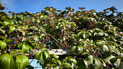 Virginia ivy plant in autumn with colorful leaves and berries