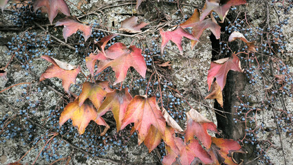 Virginia ivy plant in autumn with colorful leaves and berries